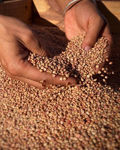 Extraction des pépins